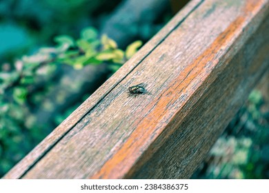 Abstract photo of a fly in gold color sitting on a wooden railing. Fly, insect, wooden railing, wings. Nature, wallpaper, background.