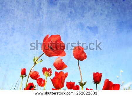 Similar – Rote Mohnblumen und Mohnknospen vor blauem Himmel