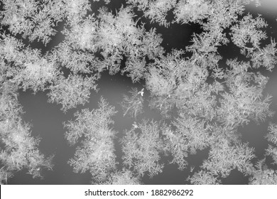 An Abstract Photo Of A Pattern Of Frost On A Piece Of Glass.  The Macro Is A Black And White Textured Frosty Crystal Snowflakes. The Unique Patterns Of Silver Ice Crystals Frosted The Clear Glass.