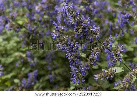 Abstract photo of the perennial ornamental plant Nepeta. An ornamental plant with dense flowers. Honey bee on the flower of an ornamental flower. Bee collecting pollen and pollination. insect, animal