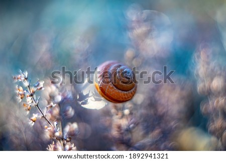 Foto Bild Muschelchen Strand klein