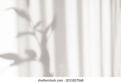 Abstract photo silhouette shadow lines from the curtain white background of natural leaves tree branch falling on wall. Transparent blurry shadow in morning sun light.