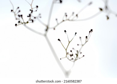 Abstract Photo, Small Tree Trunk On A White Background