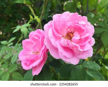 Abstract photo of Sweet pink Damask rose or Damascene rose (Rosa damascena) in the garden.  - Shutterstock ID 2254282655
