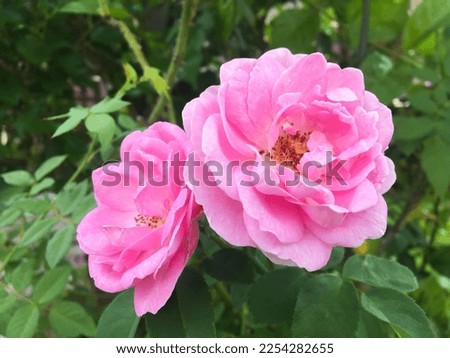Abstract photo of Sweet pink Damask rose or Damascene rose (Rosa damascena) in the garden. 