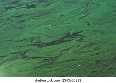 Abstract photo with toxic green colored polluted water on a surface of the pond. Consequence of period of drought two months without rain. Hustopece nad Becvou, Czech republic.