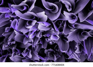 Abstract Photo Of Twisted Petals In Colors Of The Year 2018 Ultra Violet Pantone