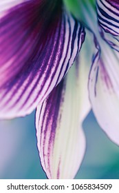 Abstract photo of violet flower
