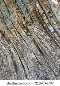 Abstract Picture Of Petrified Wood Near Knights Ferry CA