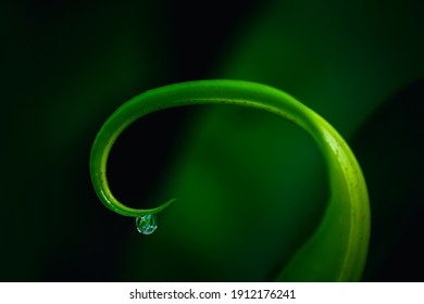 Abstract Plant Swirl Fresh Green Leaf With Water Drops. Relaxation Nature Concept. Abstract Blur Green Background.