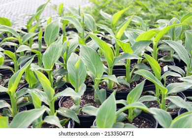Abstract of potted Canna Lily seedling plants growing in a nursery in flower pots. Shallow depth of field with blurred foreground and background.