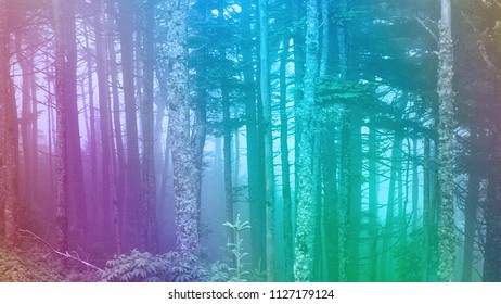 An abstract psychedelic view of foggy forest scenery in Western North Carolina.