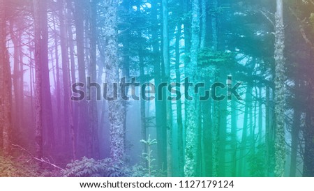 An abstract psychedelic view of foggy forest scenery in Western North Carolina.