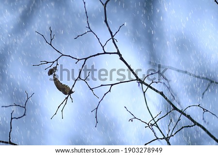 Similar – Snowy Bunting Twig Snowcap