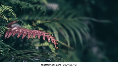 Abstract Red Leaf In Green Texture, Nature Background, Tropical Leaf. Jurassic Forest In Southern Asia Pacific. Real Jungle In Deep Rain Forest. Biology In Plants.