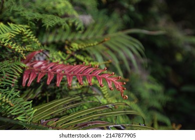 Abstract Red Leaf In Green Texture, Nature Background, Tropical Leaf. Jurassic Forest In Southern Asia Pacific. Real Jungle In Deep Rain Forest. Biology In Plants.