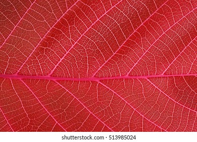 abstract red leaf macro background