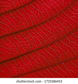 Red Leaves High Res Stock Images Shutterstock