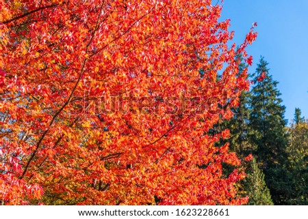 Abstract red Maple and green tree background in Vancouver, Canada.