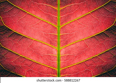 Abstract Red Striped Of Foliage From Nature, Detail Of Leaf Textured Background