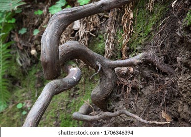 Abstract Of Redwood Tree Roots