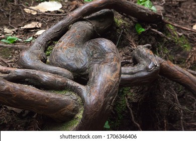 Abstract Of Redwood Tree Roots