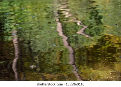 Abstract reflections of forest and branches in river water
