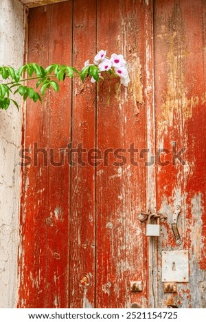 Abstract, Rustic, flaking, peeling red pain on a rotting and decaying door with rusty lock and keyhole at an abandoned house’s doorway with Pandorea Jasminoides flower