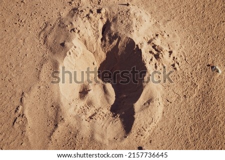Abstract sand background. Horseshoe imprint in sand