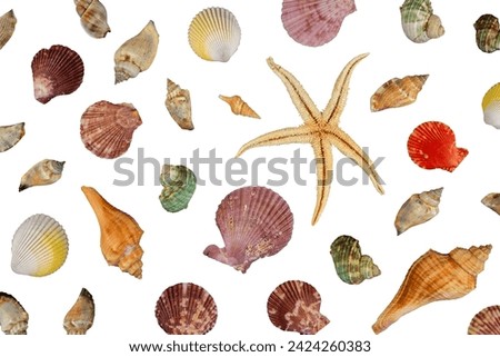 Abstract sea shell pattern flat lay