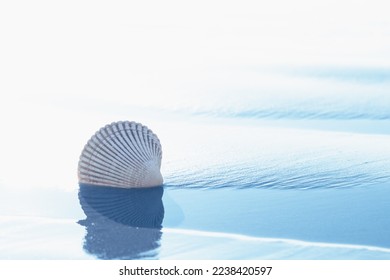 Abstract seascape background. Seashell on the beach, and clear blue water at low tide. Vacations, relaxation concept, copy space for the text