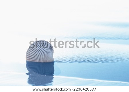Abstract seascape background. Seashell on the beach, and clear blue water at low tide. Vacations, relaxation concept, copy space for the text