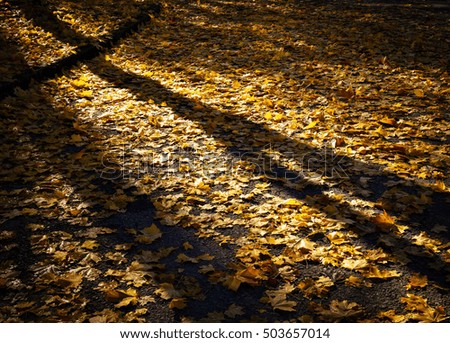 Similar – Image, Stock Photo shadow Environment Nature