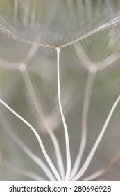 Abstract seed patterns.