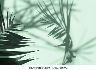 Abstract shadow background of natural palm leaves tree branch falling on neo mint color wall texture for background and wallpaper.