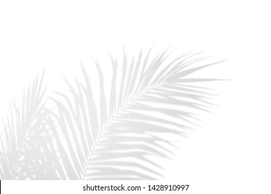 Abstract Shadow Black White Palm Leaf Shadow On A White Wall Background. Blank Copy Space.