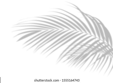 Abstract shadow black white palm leaf shadow on a white wall Background. Blank copy space. - Powered by Shutterstock