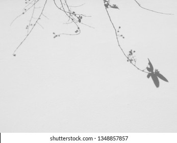 Abstract Shadow Of Branch Tree With Leaf On White Concrete Wall