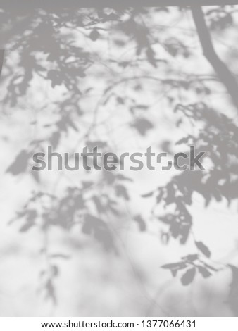 abstract shadow of tree with leaf on white concrete wall