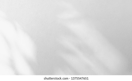 
Abstract Shadows, blurred background of gray leaves and natural trees that reflect concrete walls, fallen branches on white wall surfaces for blurred backgrounds and black and white wallpapers.