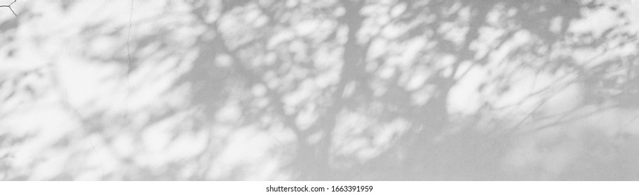 Abstract Shadows, blurred background of gray leaves and natural trees that reflect concrete walls, fallen branches on white wall surfaces for blurred backgrounds and black and white wallpapers. - Shutterstock ID 1663391959