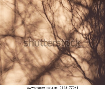 Abstract shadows in brown tones with chaotically intertwining lines of varying intensity. Resembles circulatory system or neural network. Shadow of tree branches on light smooth wall of house
