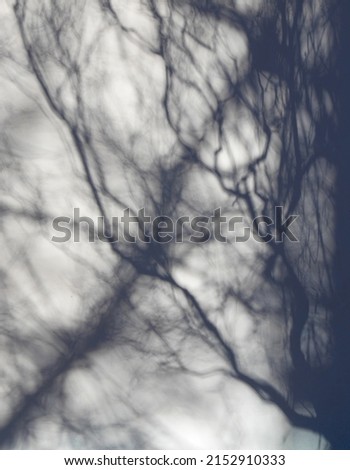 Abstract shadows in gray-blue tones with chaotically intertwining lines of varying intensity. Resemble circulatory system. Shadow of tree branches on light smooth wall of house. Vertical photo
