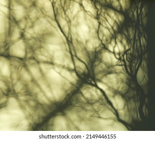 Abstract shadows in greenish color with chaotically intertwining lines of varying intensity. They resemble creepers in jungle. Shadow of tree branches on light smooth surface.
