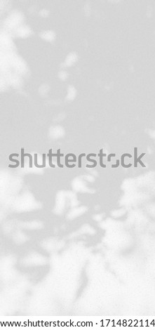 Abstract shadows. Leaf and tree sun soft on wall black grey and white blurred. Light natural concrete texture background and wallpaper backdrop.

