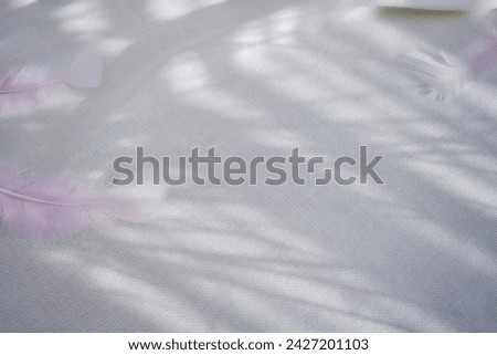 Abstract shadows of plants on a white fabric on which feathers lie. Morning sunlight