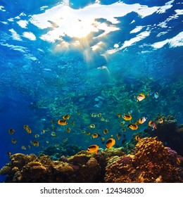 abstract shallow coral garden with glossy water surface and colorful yellow fish playing in sunshine