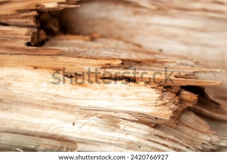 Similar – Image, Stock Photo wood Environment Nature