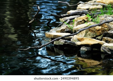 Abstract shape of tree trunk on the edge of a clear pool.