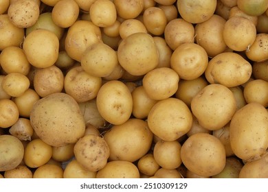 Abstract shapes, patterns and textures of piles of potatoes. Potatoes look clean and fresh. For graphic design or banner background. Harvest potatoes